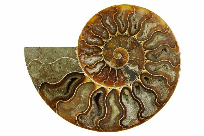 Cut & Polished Ammonite Fossil (Half) - Madagascar #369605